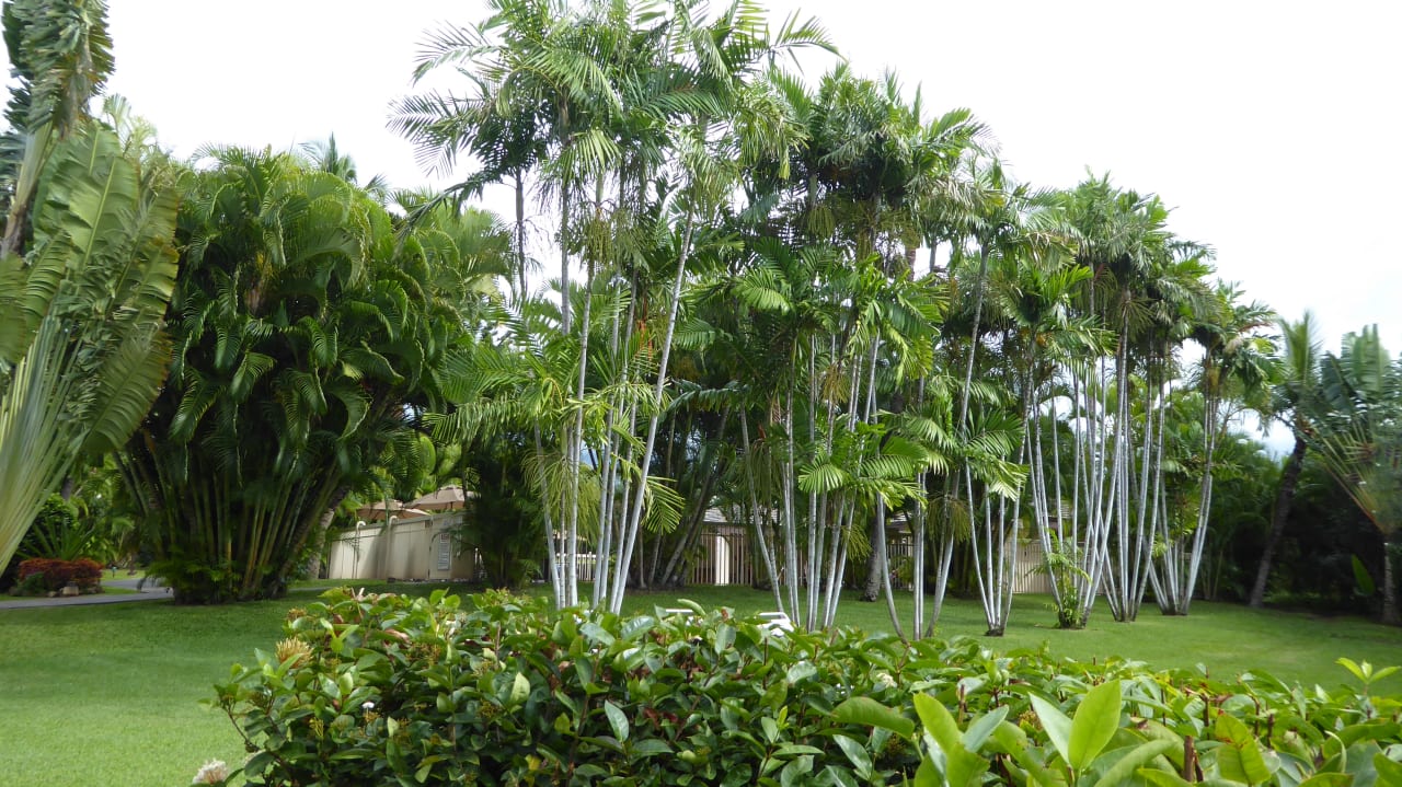 Gartenanlage Aston at the Maui Banyan