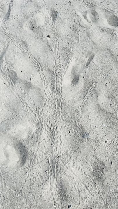 Strand Fihalhohi Maldives