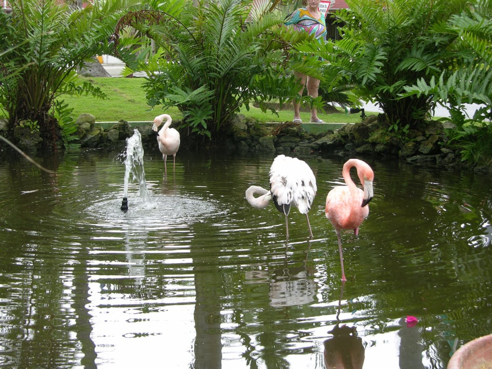 Biotop mit Flamingos TRS Turquesa Hotel - Adults only