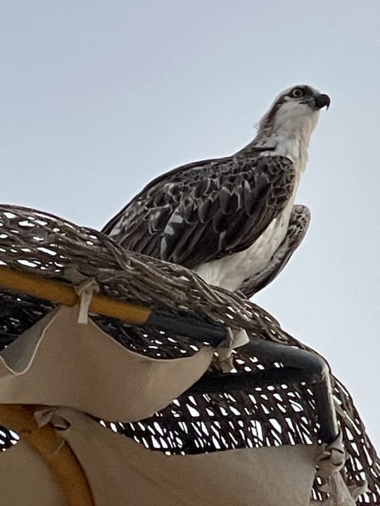 Strand Steigenberger Coraya Beach - Adults only