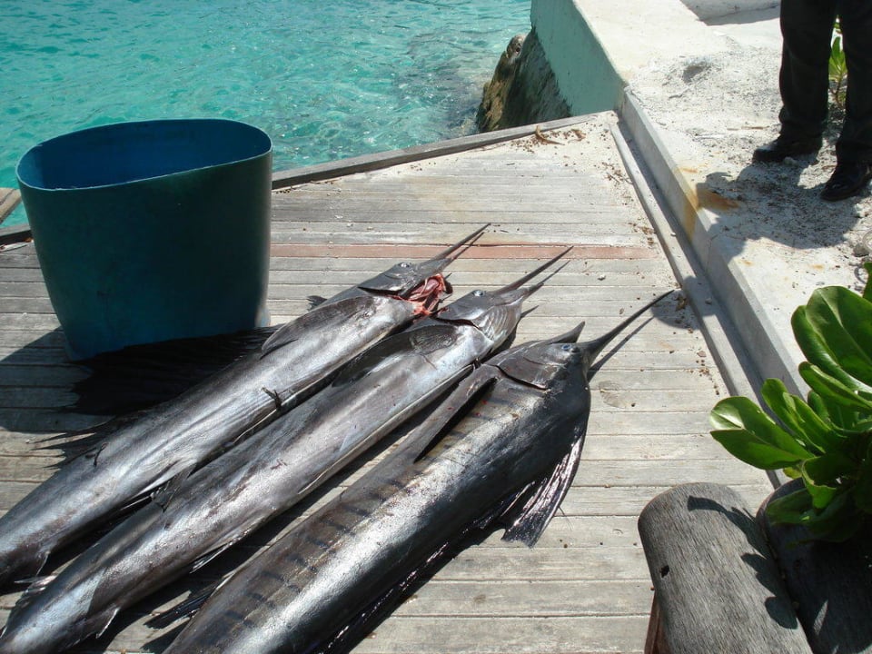 Schwertfische für's Dinner Adaaran Select Hudhuran Fushi - Premium All Inclusive