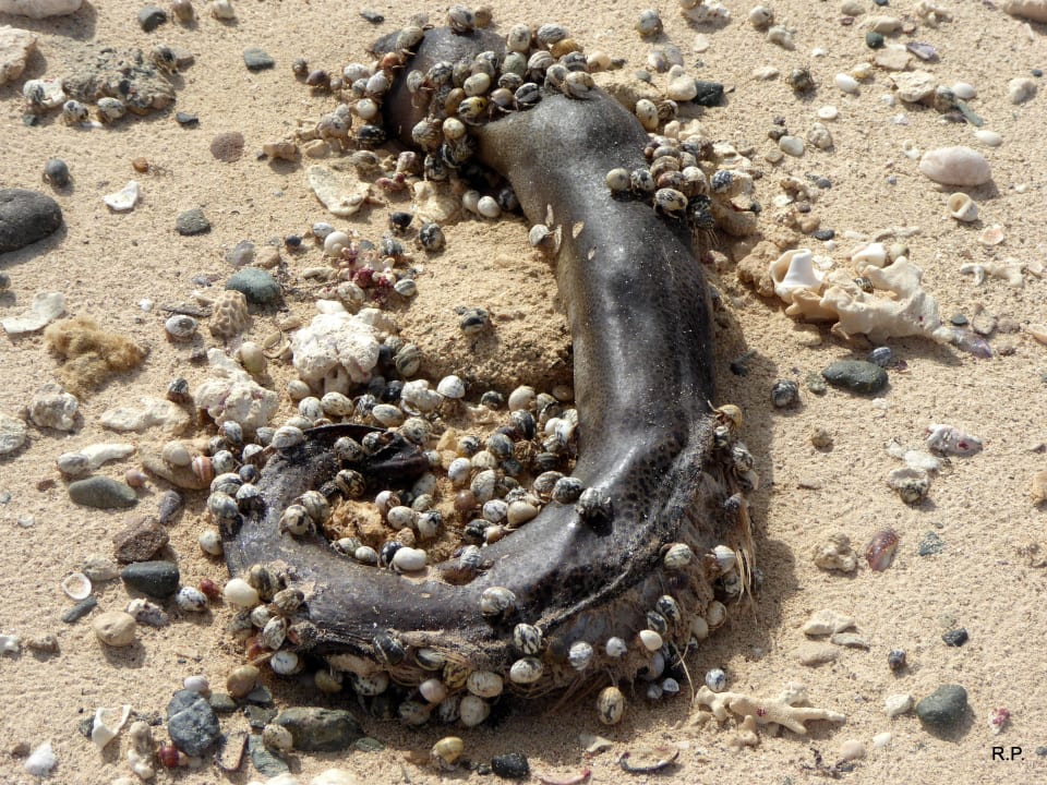 Muräne Novotel Marsa Alam Beach Resort