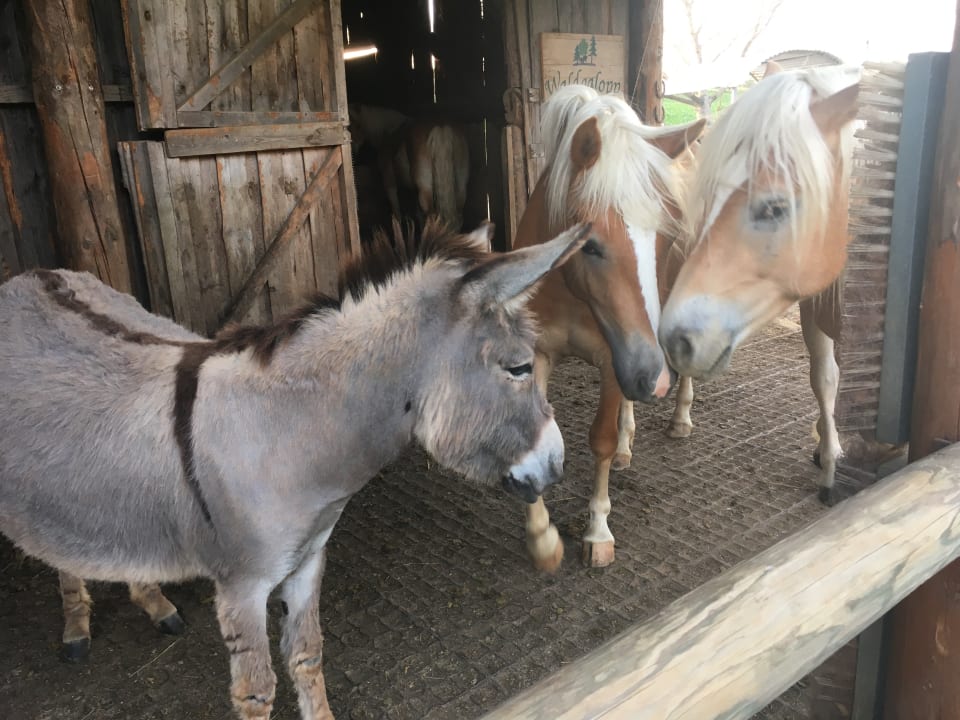Gartenanlage Wilfinger Bio Thermen Hotel