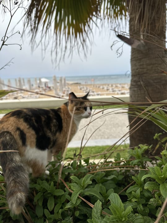 Strand PALOMA Perissia