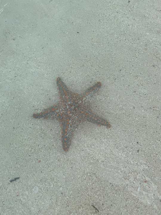 Strand Hotel Riu Palace Zanzibar