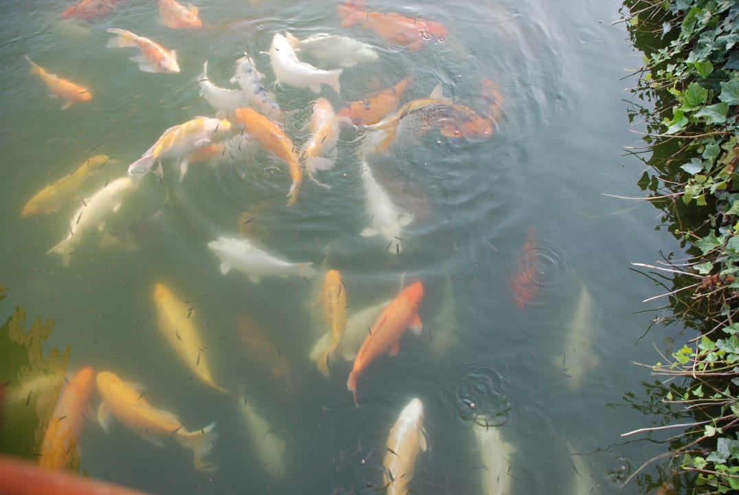 Карпы Койя Sueno Hotels Golf Belek