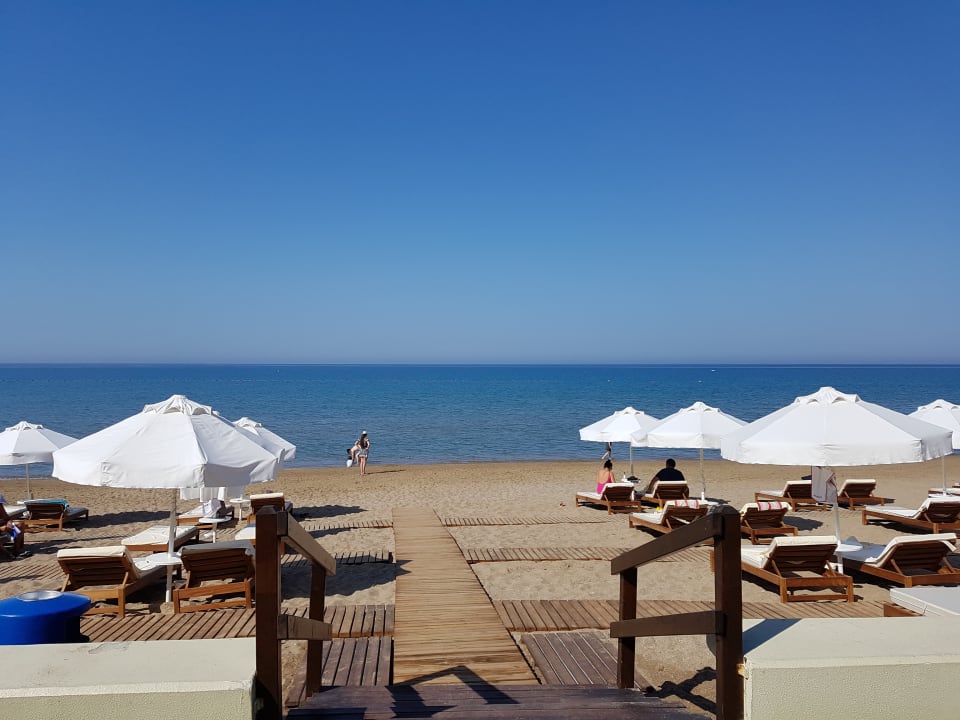 Strand Acanthus Cennet Barut Collection