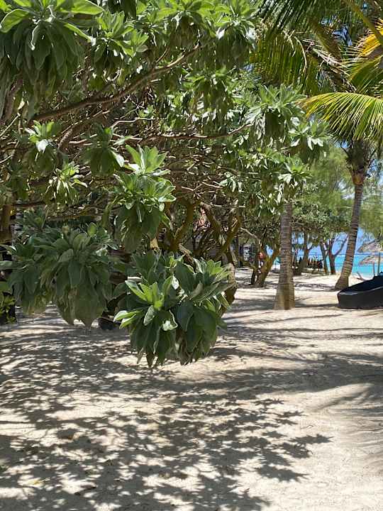 Strand Crystals Beach Resort Belle Mare, a member of Radisson Individuals