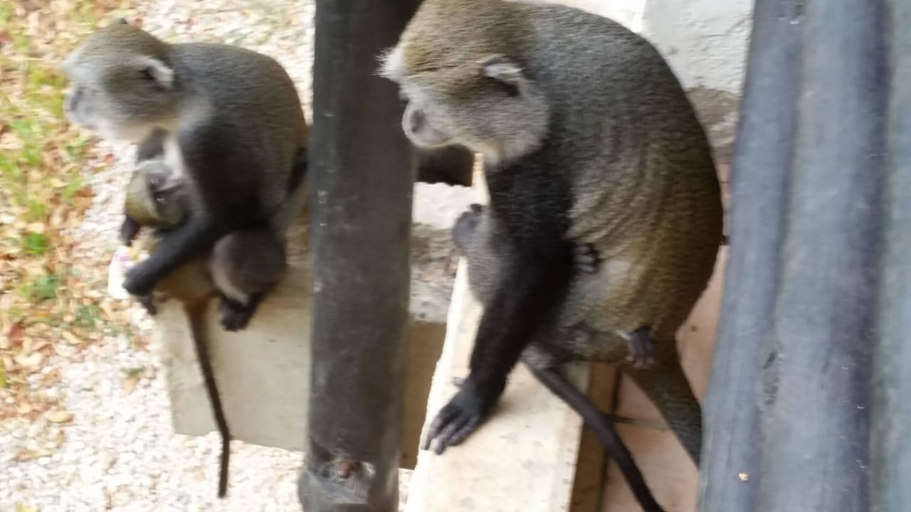 Hotel Baobab Beach Resort Baobab Beach Resort & Spa