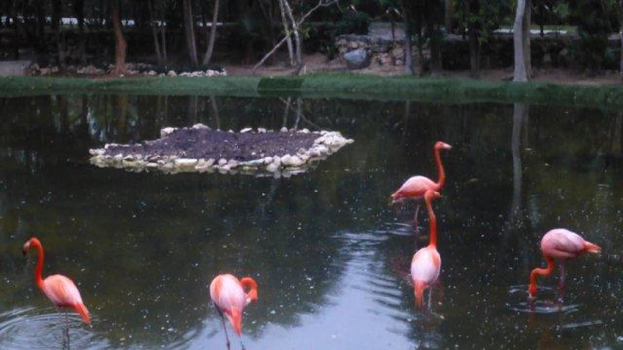 Vor der Lobby Flamingos Grand Palladium Select White Sand Resort & Spa