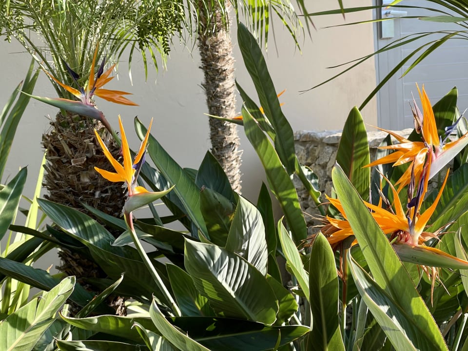 Gartenanlage Blue Lagoon Resort