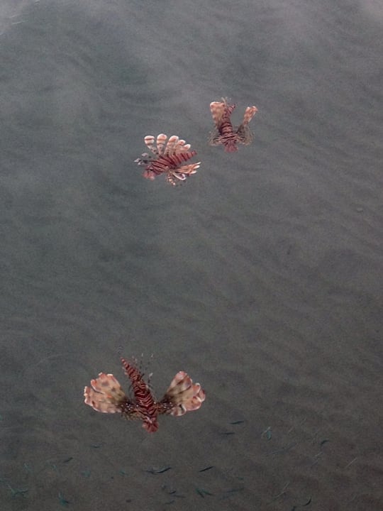 Fische Cleopatra Luxury Resort Makadi Bay