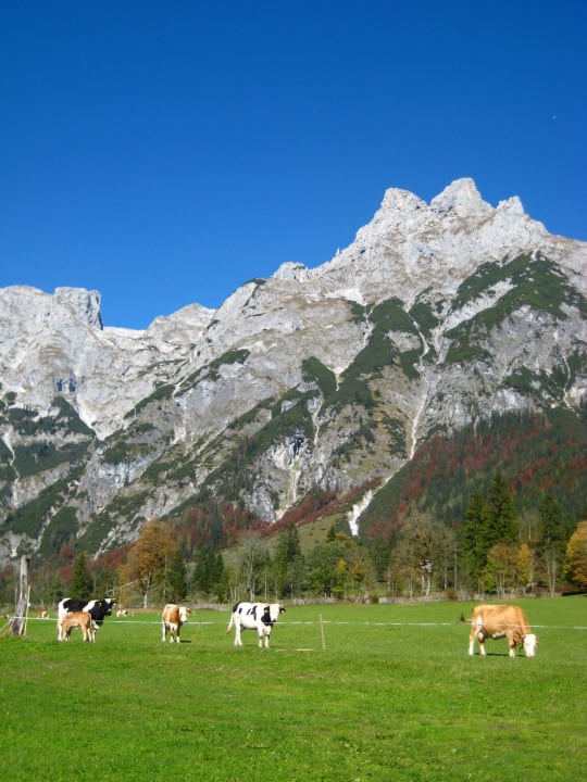Kühe hinter unserem Haus Apartments Oberlehengut Salzburger Land