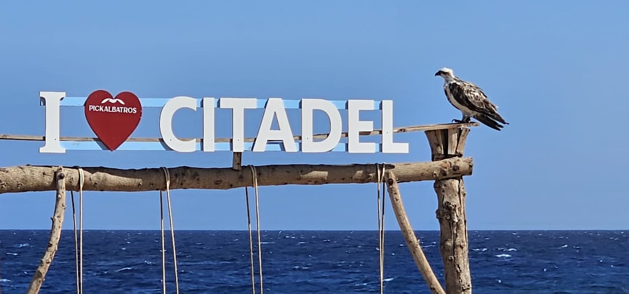 Ausblick Pickalbatros Citadel Resort