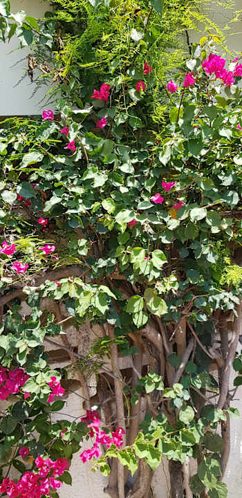 Gartenanlage Hotel Nesrine