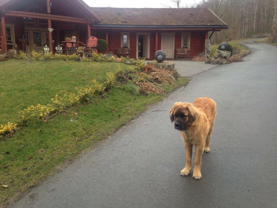 Lodge Hund vor Haupthaus  Country Lodge