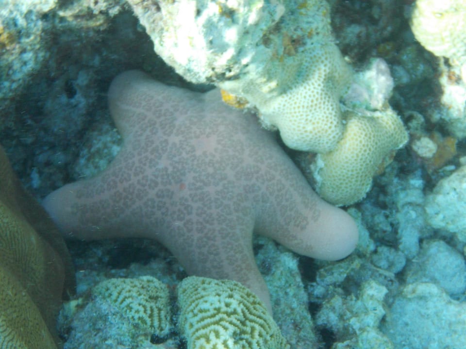 Unter dem Wasser Kihaa Maldives