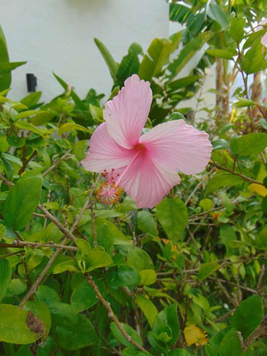 Gartenanlage Amber Lombok Beach Resort