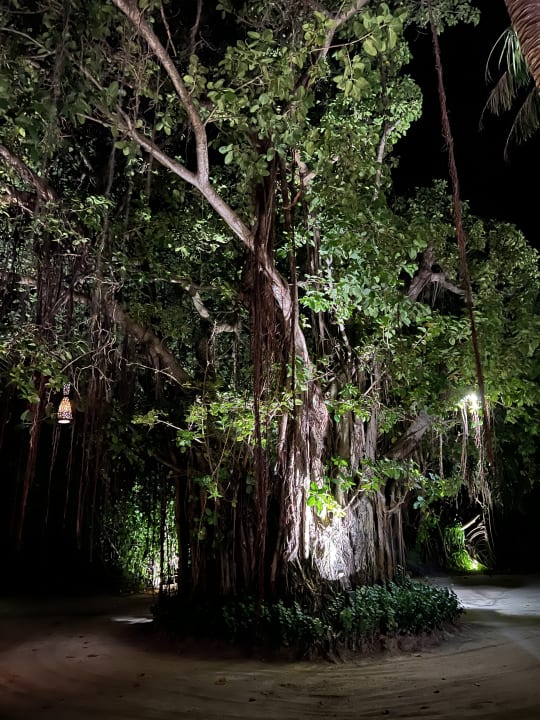 Gartenanlage Kuredu Island Resort & Spa