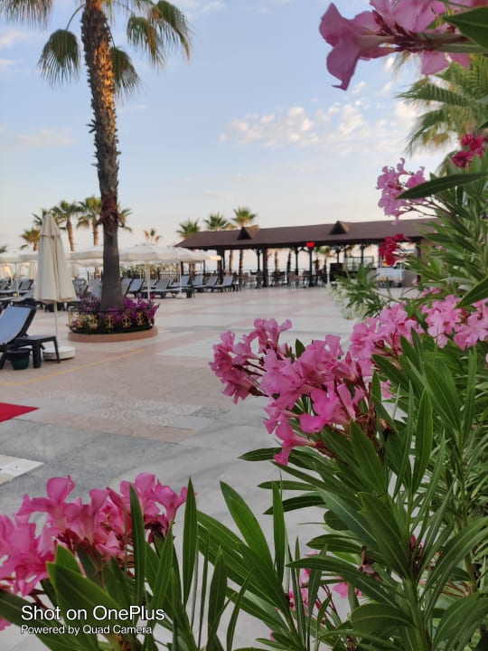 Pool Hotel Botanik Platinum