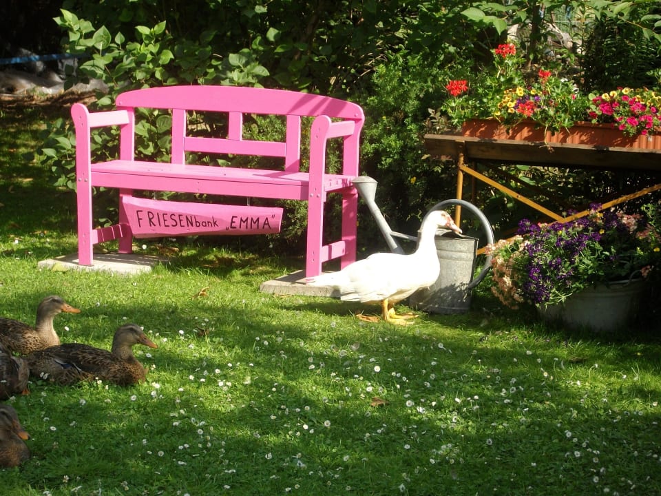 Friesenbank Enten und co Landferienhaus Erika