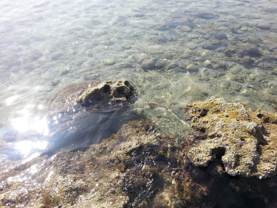 Steine und Platten im Meer, Badeschuhe empfohlen Salamis Bay Conti Resort Hotel & Casino