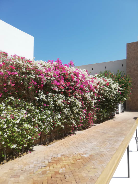 Gartenanlage Fort Arabesque Resort, Spa & Villas