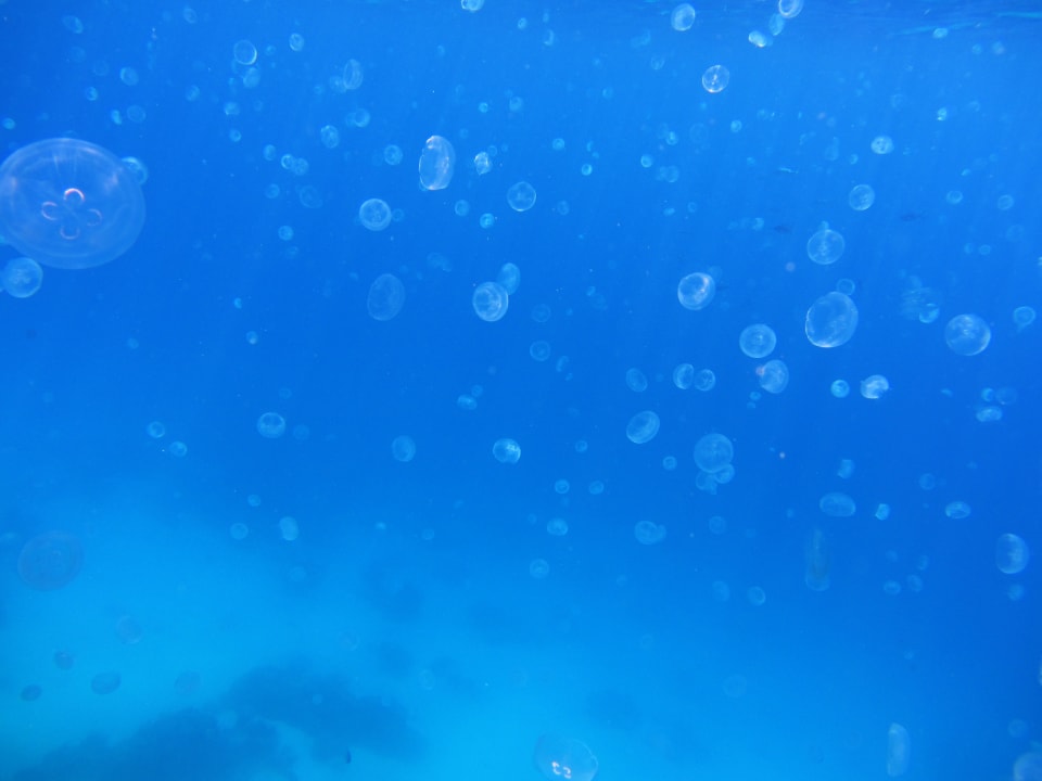 Tag1: 1000ende Quallen - Tag2: 0 Quallen Grand Makadi