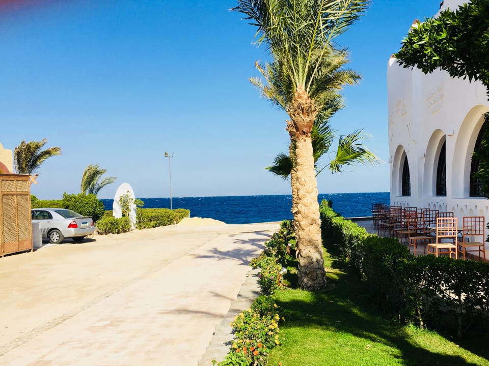 Schon wegen der Katzen komme ich immer wieder! Arabella Azur Resort