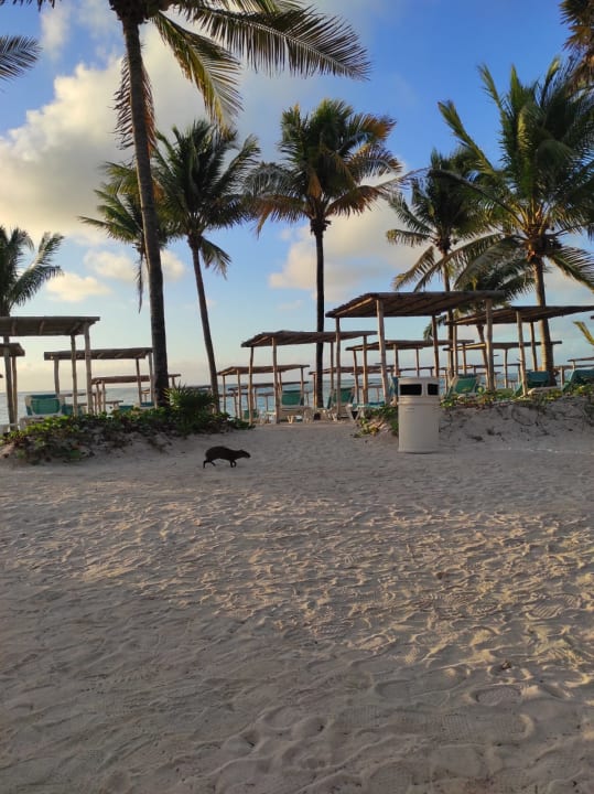 Gartenanlage Akumal Bay Beach & Wellness Resort