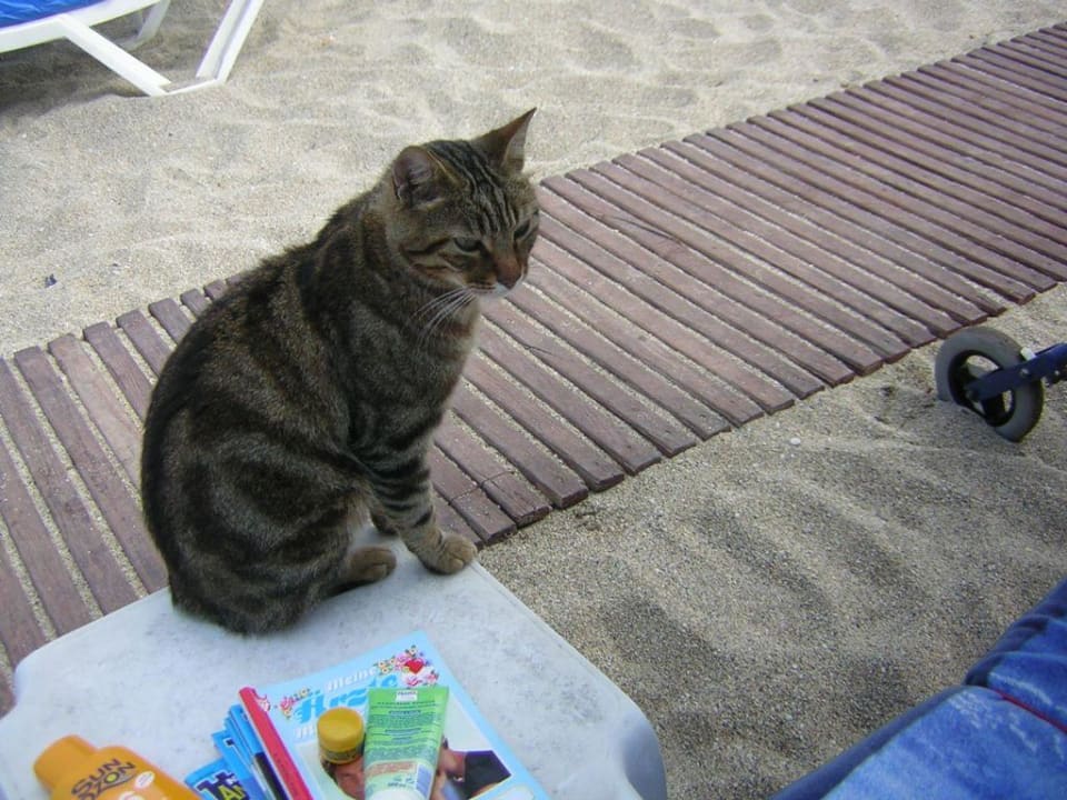 unsere treue Katze fühlt sich wohl Gardenia Hotel