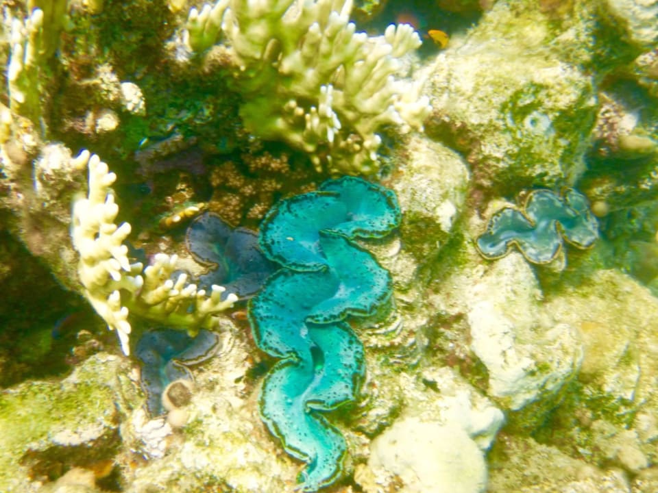 Eindrücke beim Schnorcheln am Hoteleigenem Riff Three Corners Equinox Beach Resort