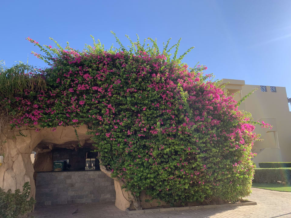 Gartenanlage Stella Garden Resort & Spa, Makadi Bay