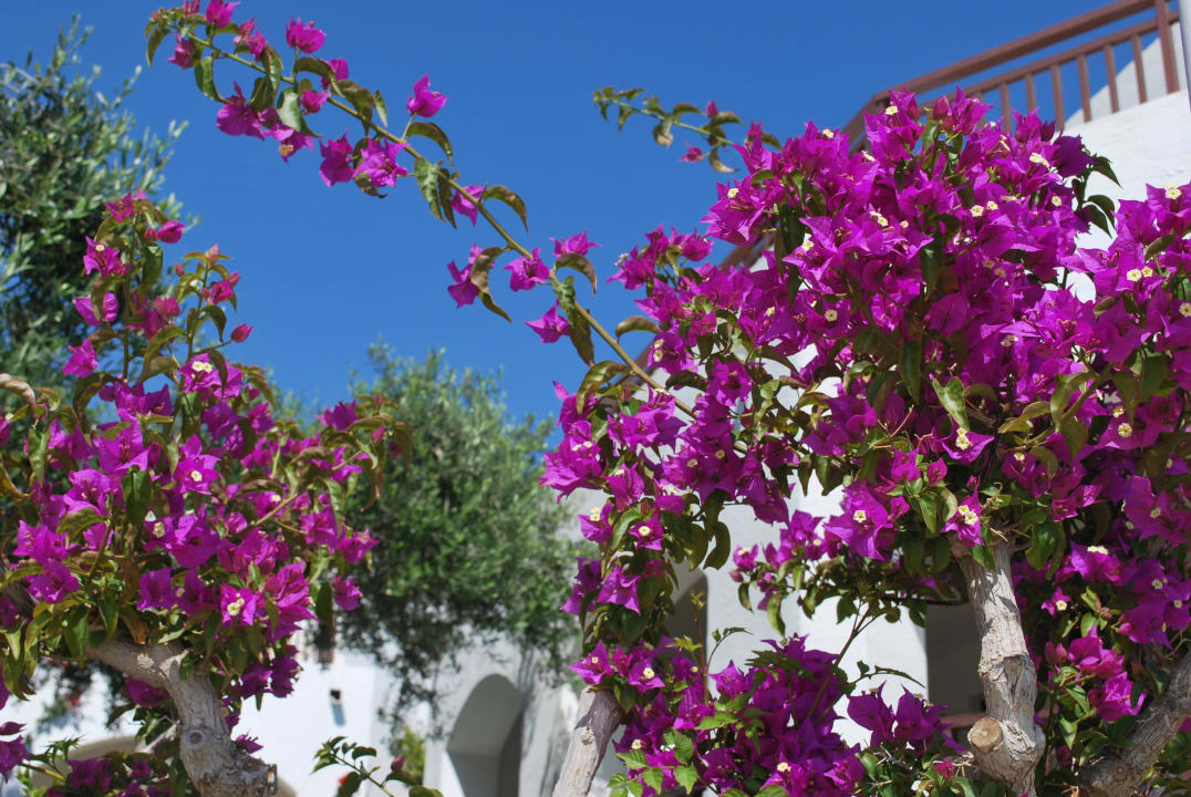 Deluxe Bungalows Creta Maris Resort