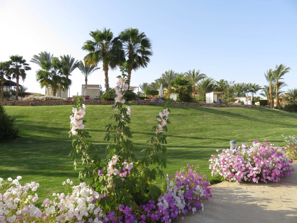 Ein Kompliment an die Gärtner Steigenberger Coraya Beach - Adults only