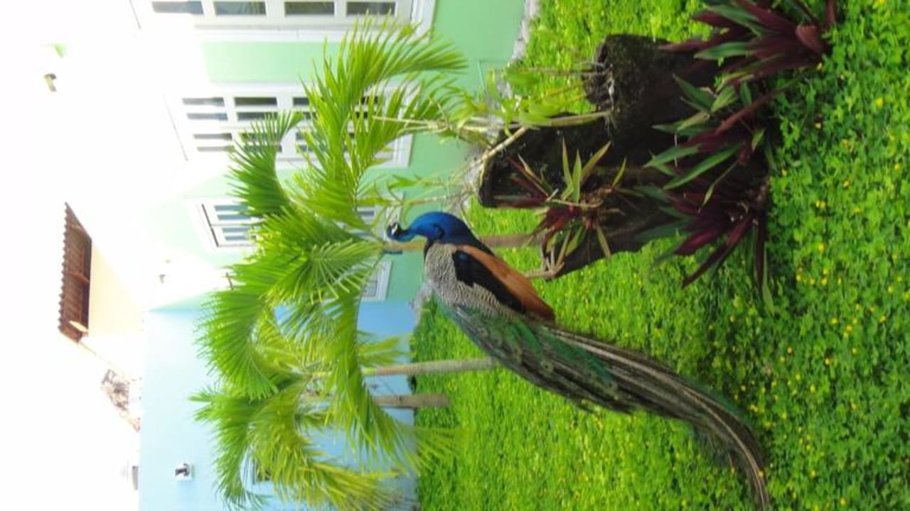 Pfau Iberostar Waves Costa Dorada