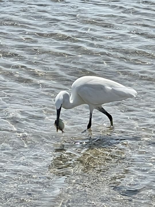 Strand Three Corners Equinox Beach Resort