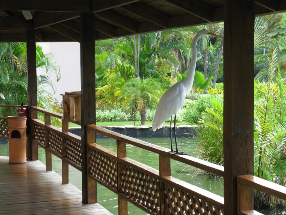 Tierisch gut drauf am Bavaro TRS Turquesa Hotel - Adults only