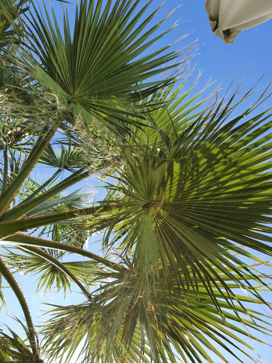 Pool Hotel Minos Mare Beach