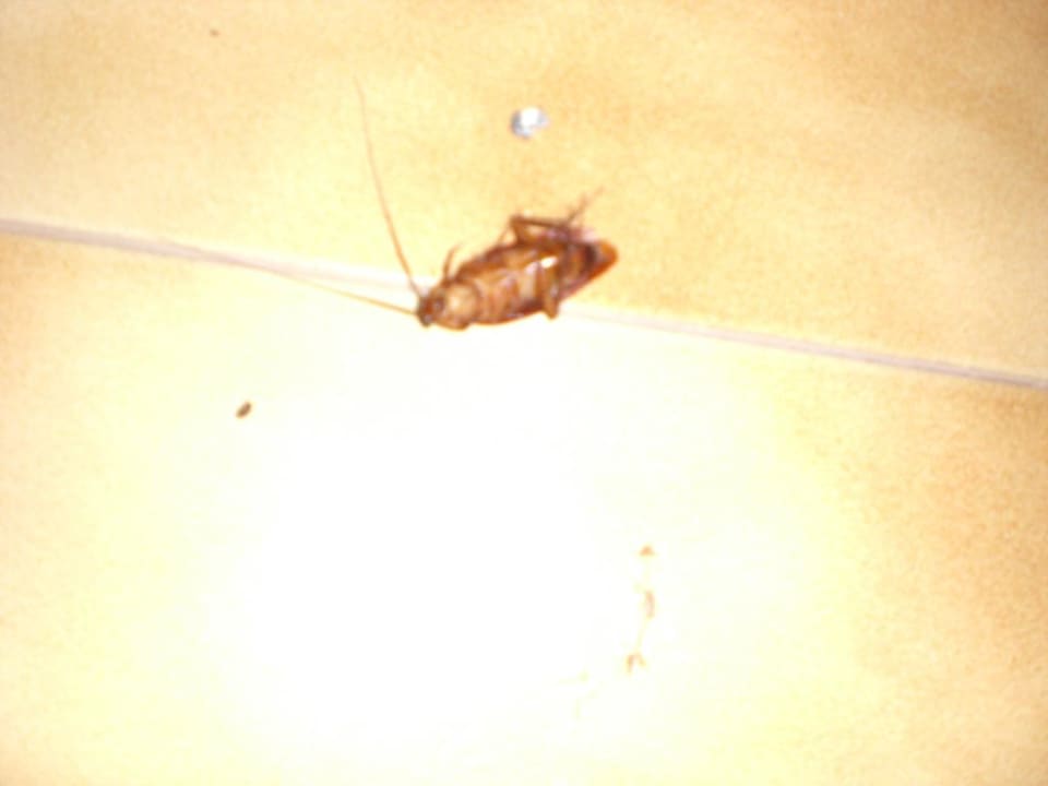 An den Kakerlaken kommt man nicht vorbei Servatur Alameda de Jandía