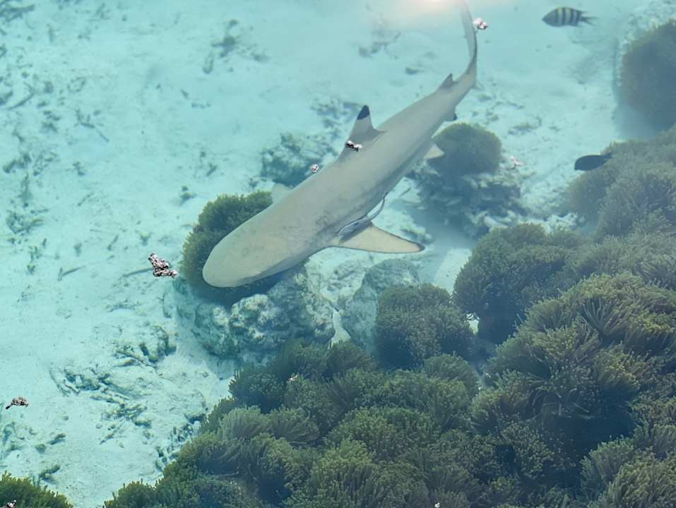 Strand Summer Island Maldives