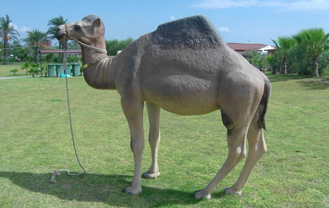 Kinderzoo Asteria Family Belek