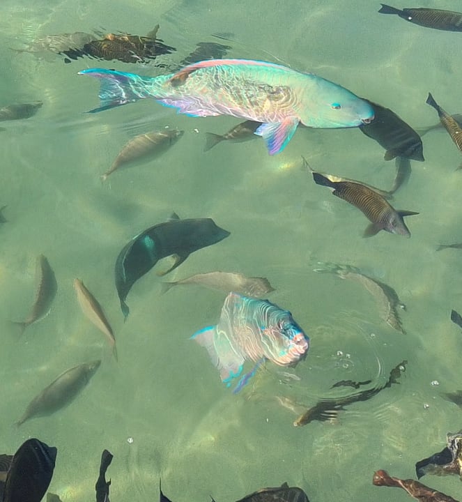 Sonstiges Pickalbatros Dana Beach Resort - Hurghada