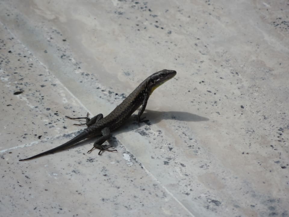Gekko Hotel Club Nena