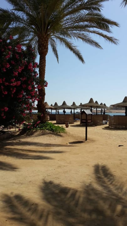 Schöne, sauberer Strand in der Bucht und seperat. Steigenberger Coraya Beach - Adults only