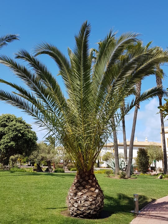 Gartenanlage Aldiana Club Andalusien