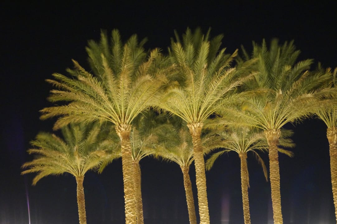 Palmen ;-) Cleopatra Luxury Resort Makadi Bay