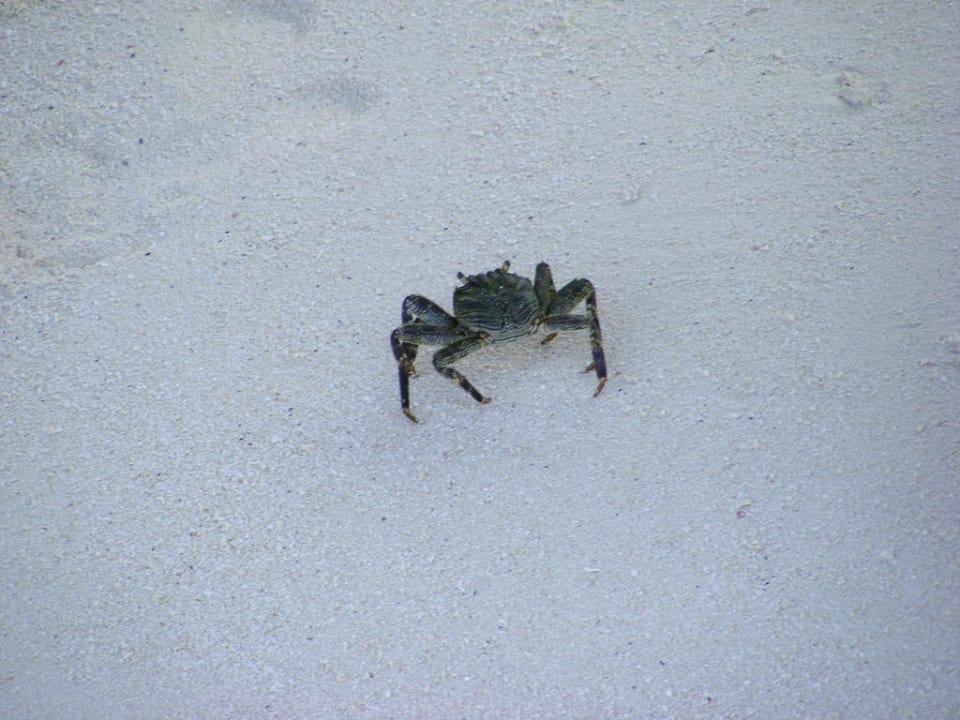 Sonstiges Motiv Meeru Maldives Resort Island