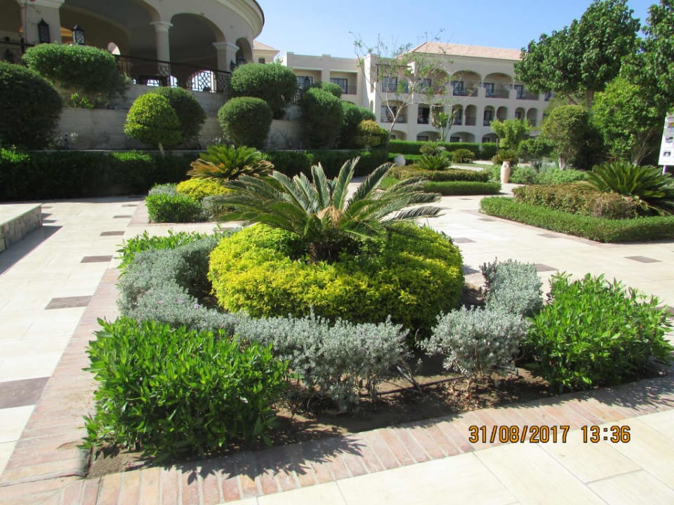 Rozłożysta palma JAZ Aquamarine Resort