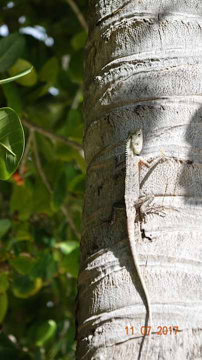 Gartenanlage Summer Island Maldives